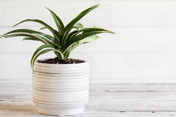 Dracaena deremensis dans un pot blanc