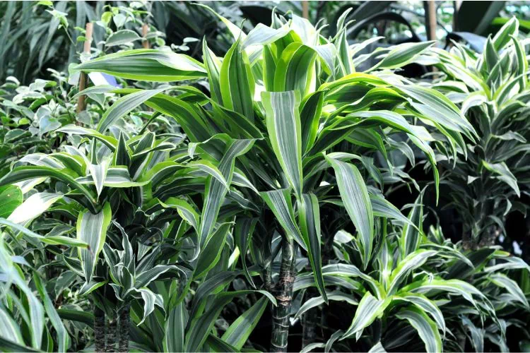 Dracaena deremensis