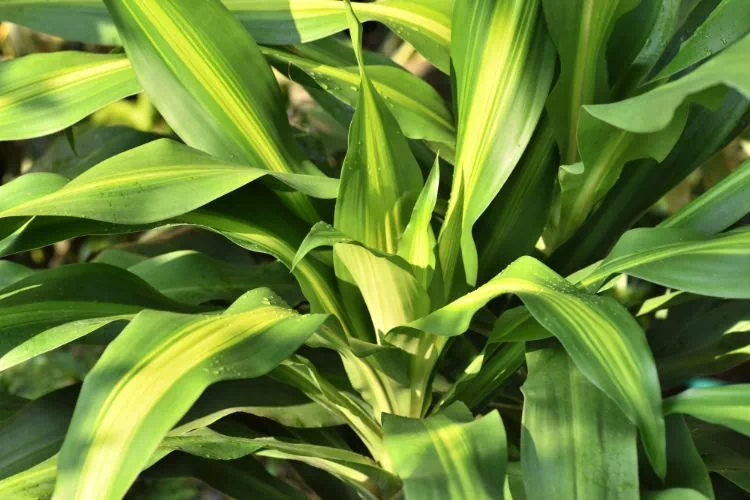 Dracaena fragans