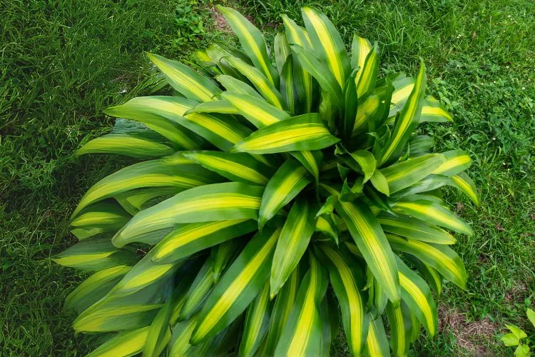 Dracaena massangeana