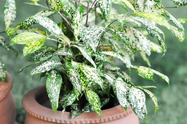 Dracaena surculosa