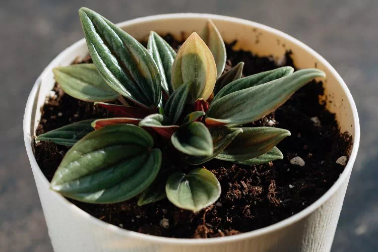 Jeune peperomia rosso qui vient d'être mis en pot