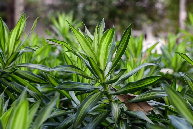 Jolis dracaena fragans