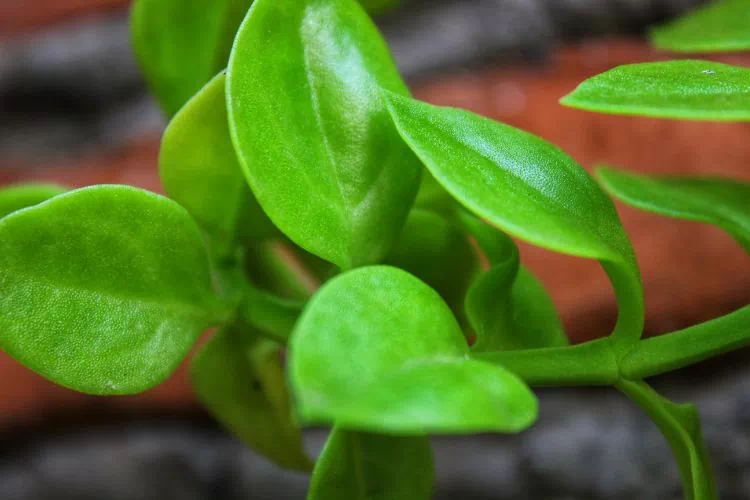Peperomia Pixie Teardrop