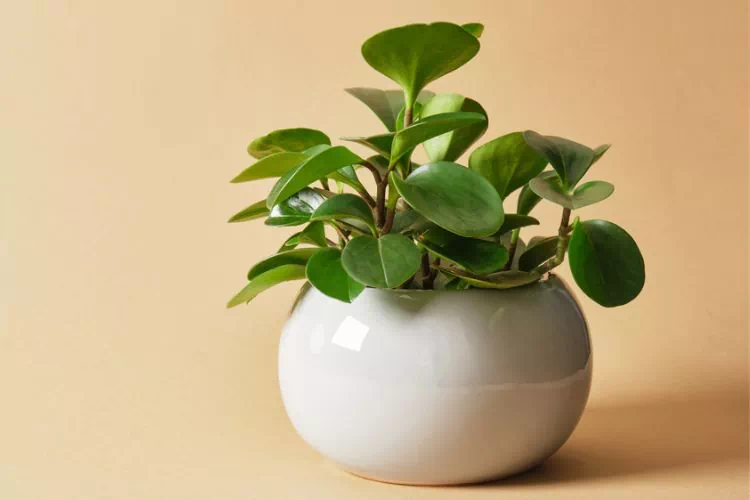 Peperomia Pixie en pot