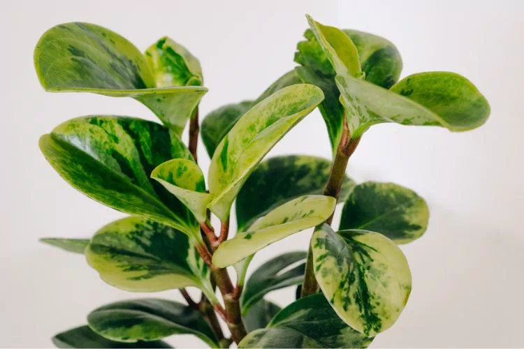 Peperomia Pixie Lime