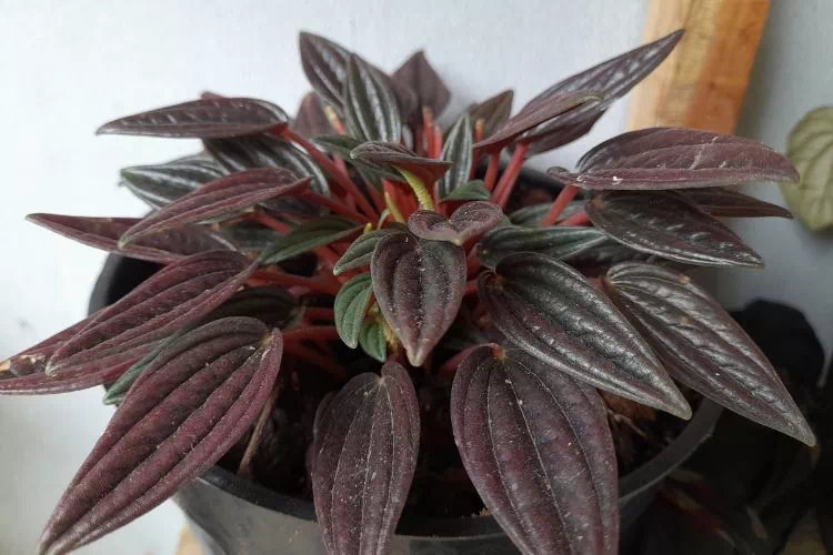Peperomia rosso rouge bordeaux