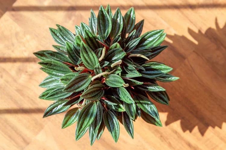 Peperomia rosso en pot vu du dessus