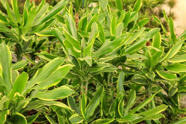 Plants de dracaena fragans en pleine terre