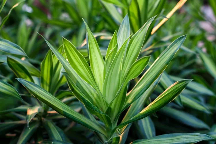 Haut d'un dracaena fragans
