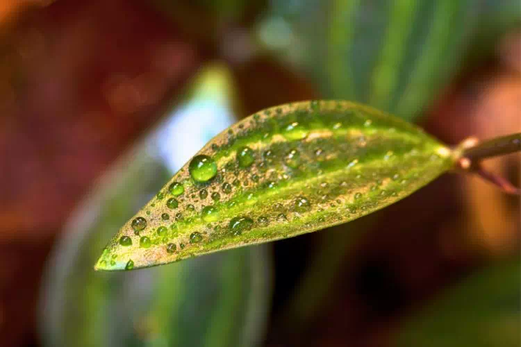 Peperomia angulata : gros plan sur une feuille avec des gouttes d'eau