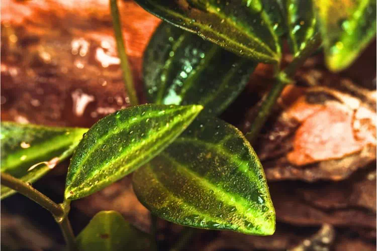 Peperomia angulata : détails des feuilles