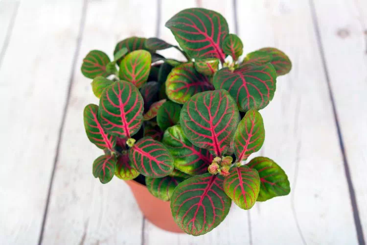 Hypoestes phyllostachya vert et rose