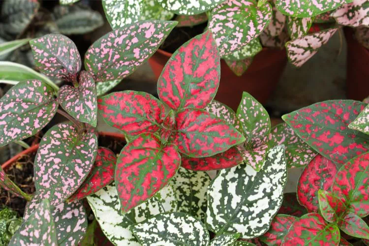 Hypoestes phyllostachya rouge et vert