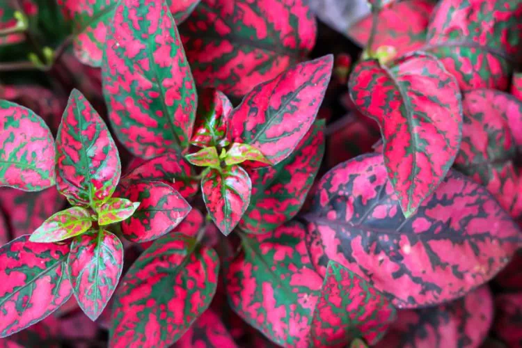 Hypoestes phyllostachya rose rouge et vert
