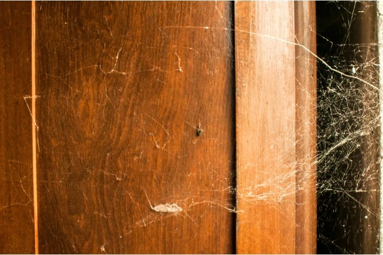 Grosses toiles d'araignées dans une maison