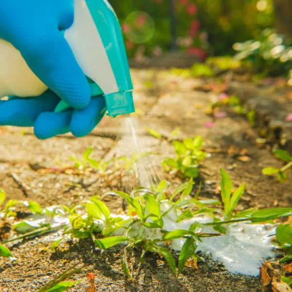 Personne aspergeant des mauvaises herbes avec un produit désherbant