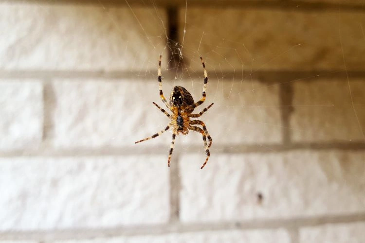 Araignée en train de tisser sa toile dans une maison