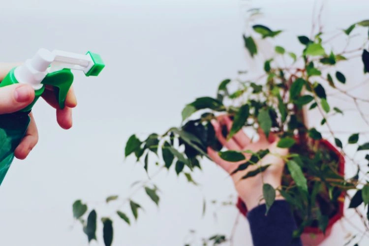 Personne en train d'arroser une plante de ficus pour éviter les pertes de feuilles
