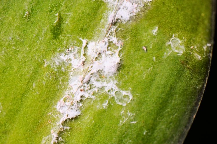 Cochenilles farineuses sur une plante de ficus