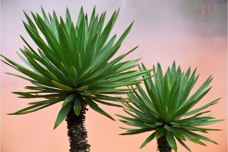 Deux jolis yuccas plantés et en bonne santé