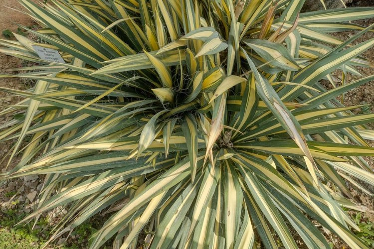 Yucca avec des feuilles très sèches et jaunes