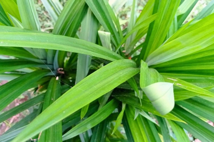 Yucca avec des feuilles légèrement tombantes