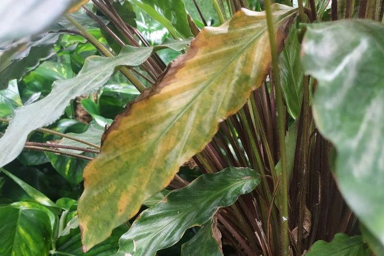 Calathea avec des feuilles jaunes et marrons