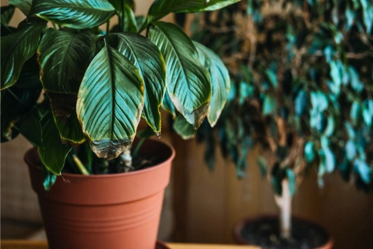 Calathea avec des feuilles très sèches