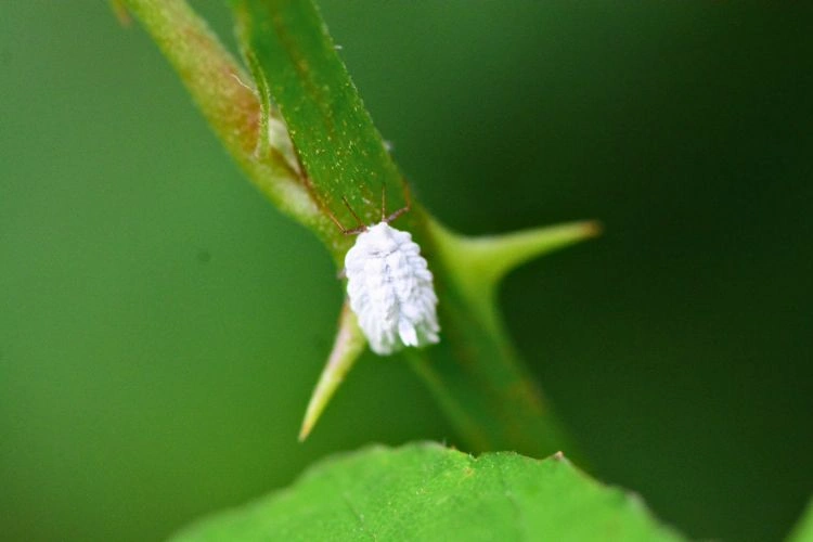 Cochenille blanche pour représenter les nuisibles qui peuvent détruire les philodendrons