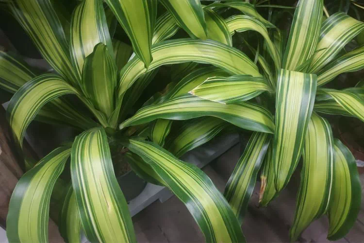 Dracaena Fragans Charley