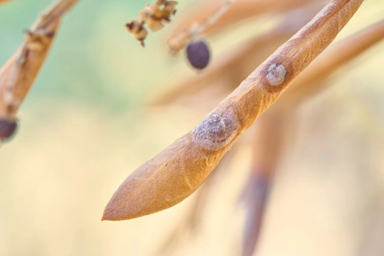 Maladie d'œil de paon des feuilles d'olivier