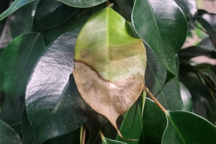 Ficus benjamina avec une feuille sèche
