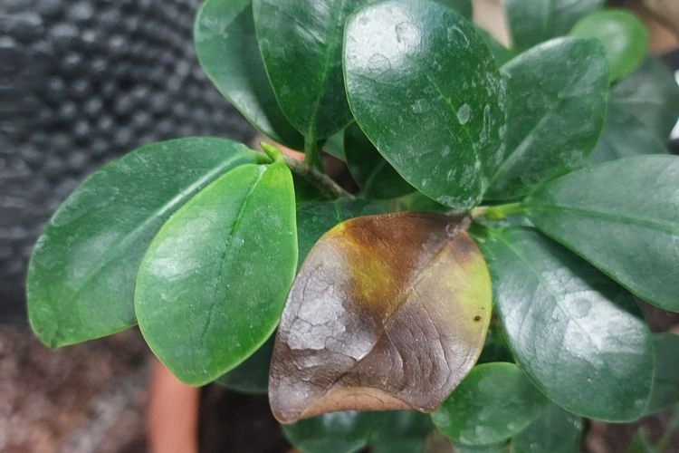 Ficus de ginseng avec une feuille marron et jaune