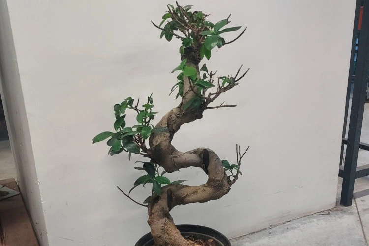 Ficus de ginseng très sec et presque sans feuilles