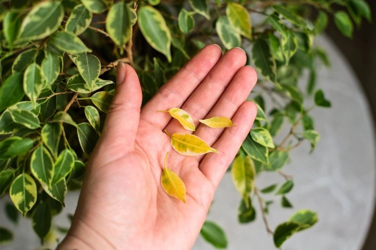 Ficus avec des feuilles qui tombent