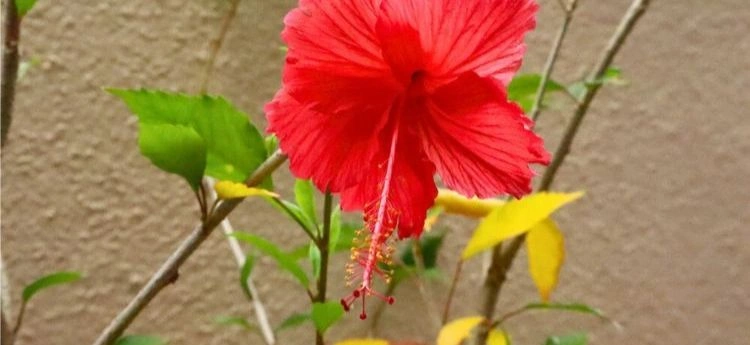 Hibiscus avec des feuilles qui jaunissent