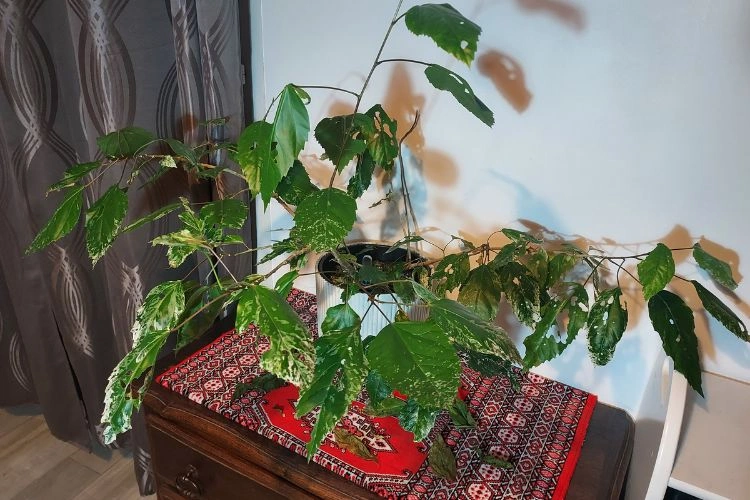 Hibiscus en pot avec des feuilles malades