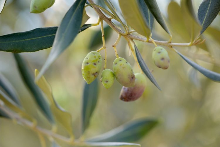 Maladie des olives causée par des mouches