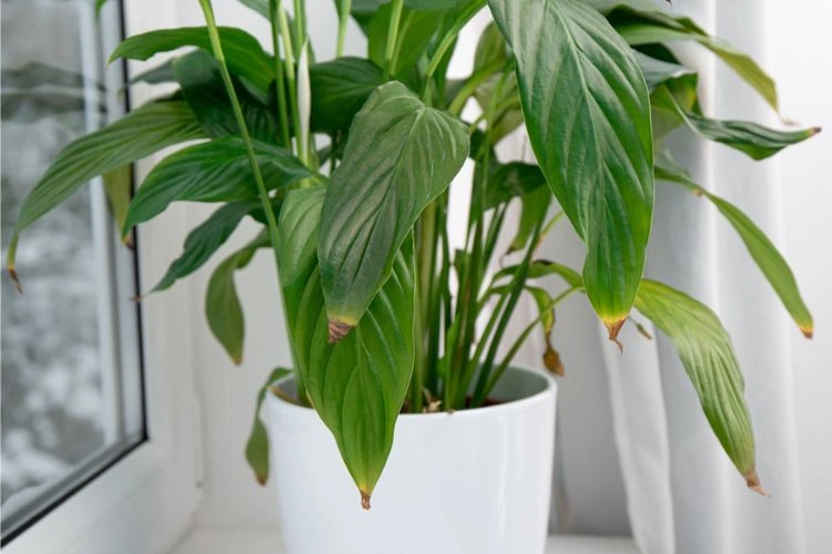 Spathiphyllum avec le bout des feuilles qui sont marron