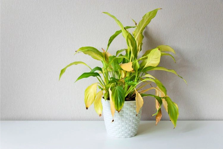 Spathiphyllum avec des feuilles jaunes