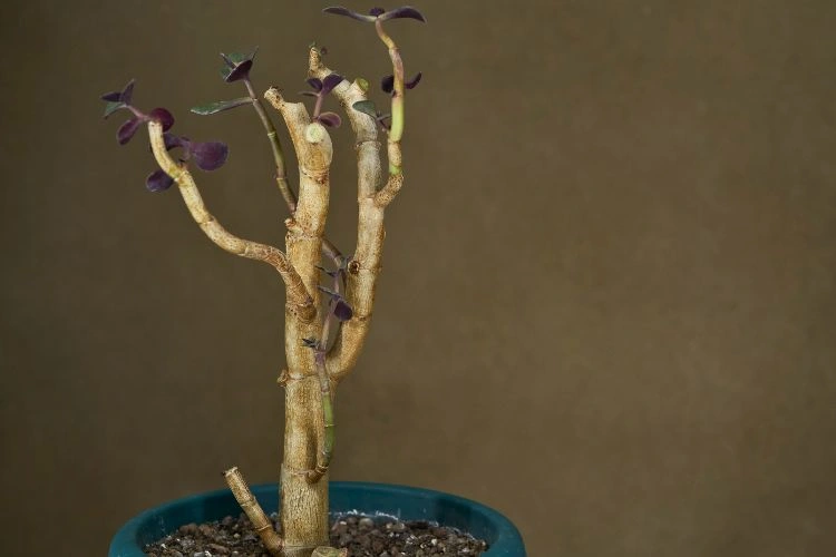 Arbre de jade sec