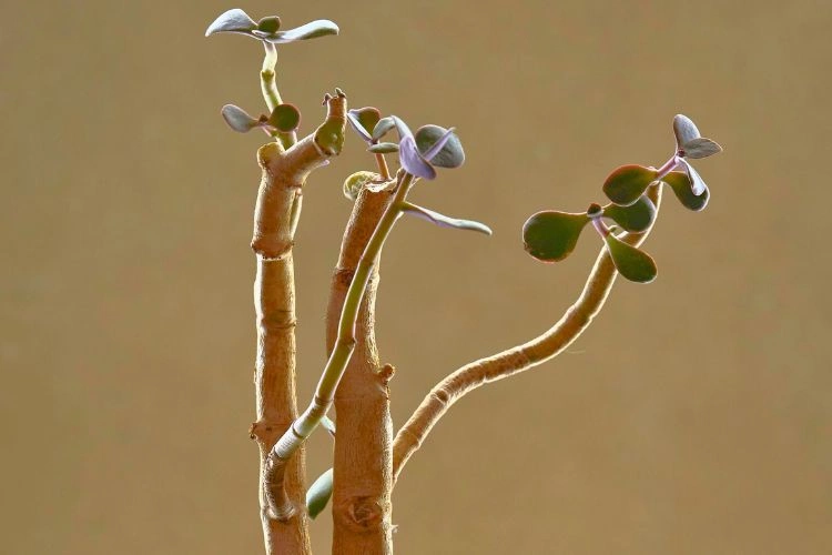 Arbre de jade crassula ovata sans feuilles