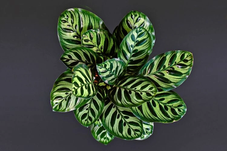 Belle vue sur un joli Calathea makoyana