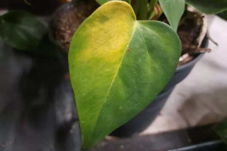 Feuille d'anthurium jaune