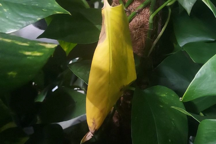 Pothos avec une feuille jaune