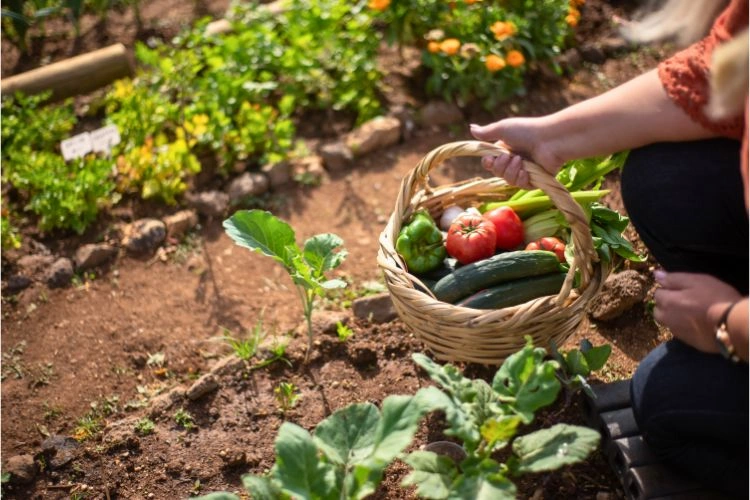Personne en train de récolter des légumes dans son potager