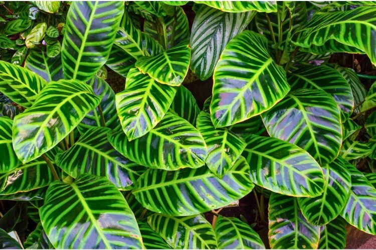 Petit jardin de Calathea