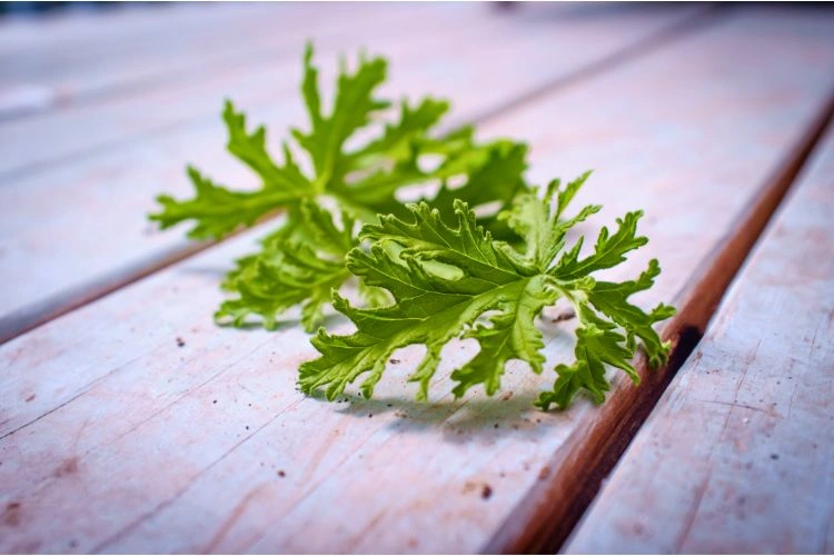 Feuille de citronnelle comme plante répulsive contre les fourmis