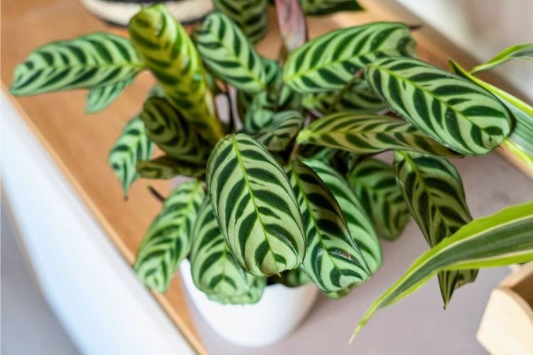 Petit Calathea en pot